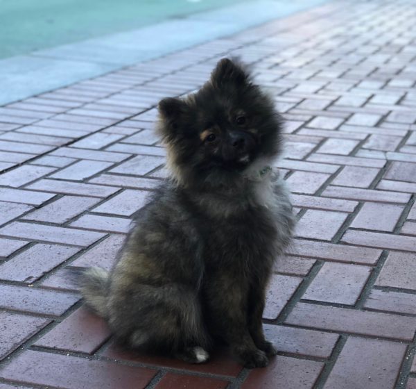 Adorable Fluffy Mottled Pomeranian Puppy Cocking His Head To One Side