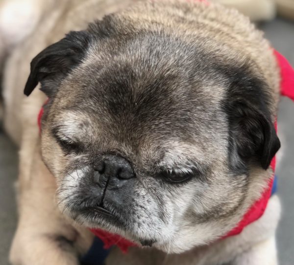 Tired-Looking Old Pug With Red Bandana