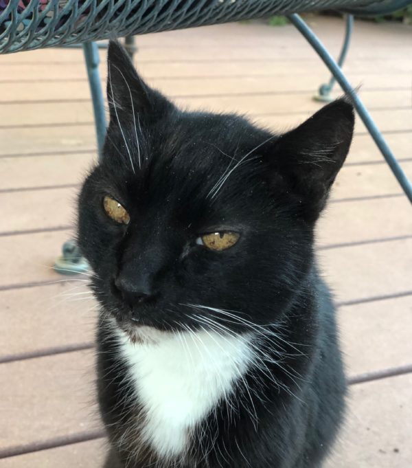Tuxedo Kitty With Gold Eyes