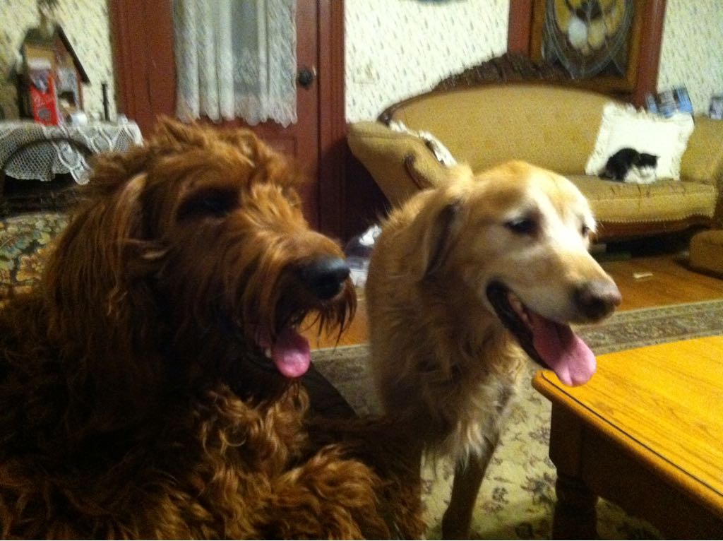 Irish Setter Poodle Mixed Breed and Golden Retriever