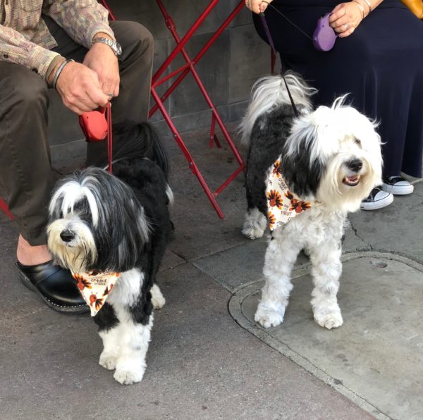 Two Black And White Tibetan Terriers On A Sidewalk
