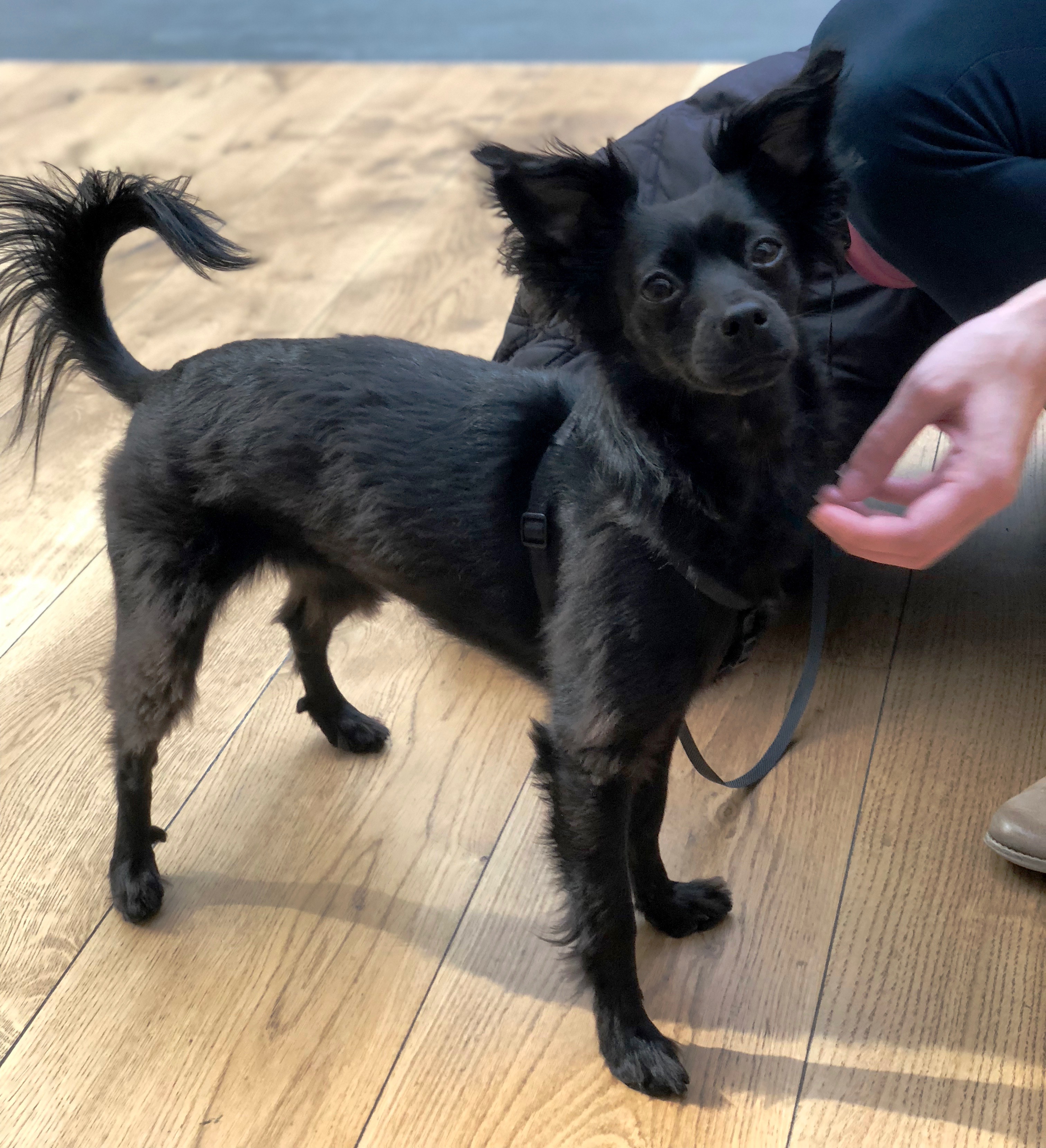 Black Chinese Crested Chihuahua Mix With Gigantic Ears