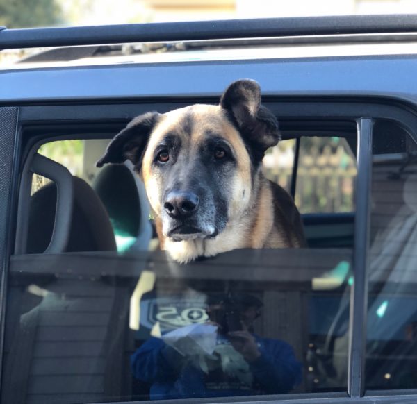 German Shepherd Mix With Half Floppy Ears Sticking His Head Out Of A Car Window