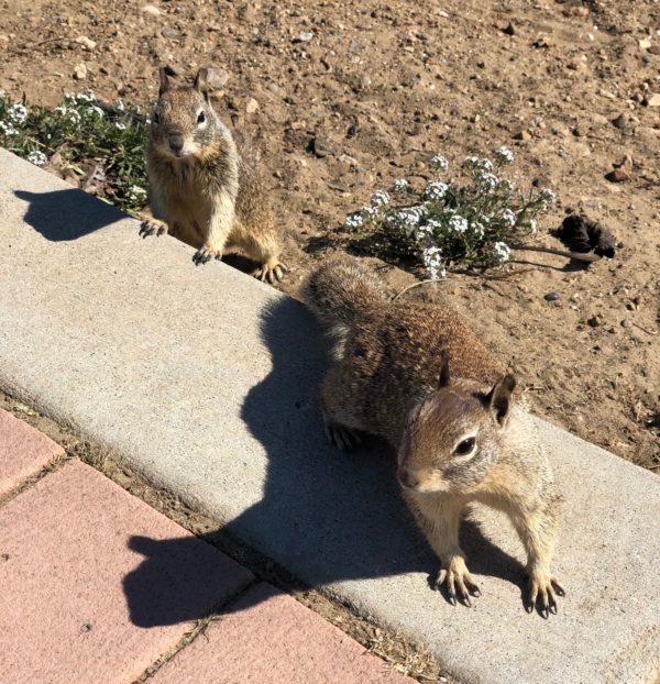 Two Ground Squirrels Uncomfortably Close To Photographer
