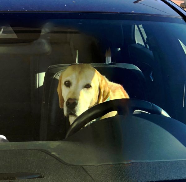 Car With Yellow Lab In The Driver's Seat