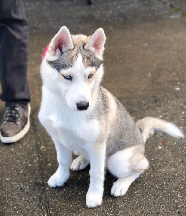 Young Silver Husky Puppy
