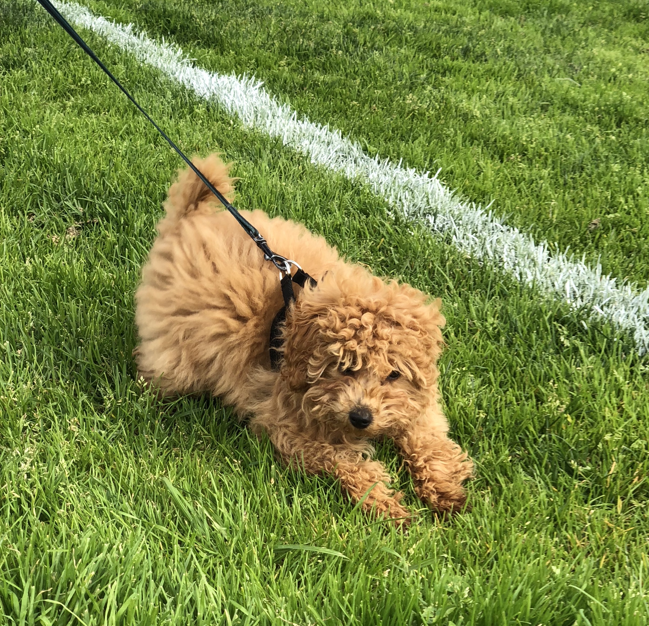 Sixteen-Week-Old Apricot Poodle Puppy Running In The Grass