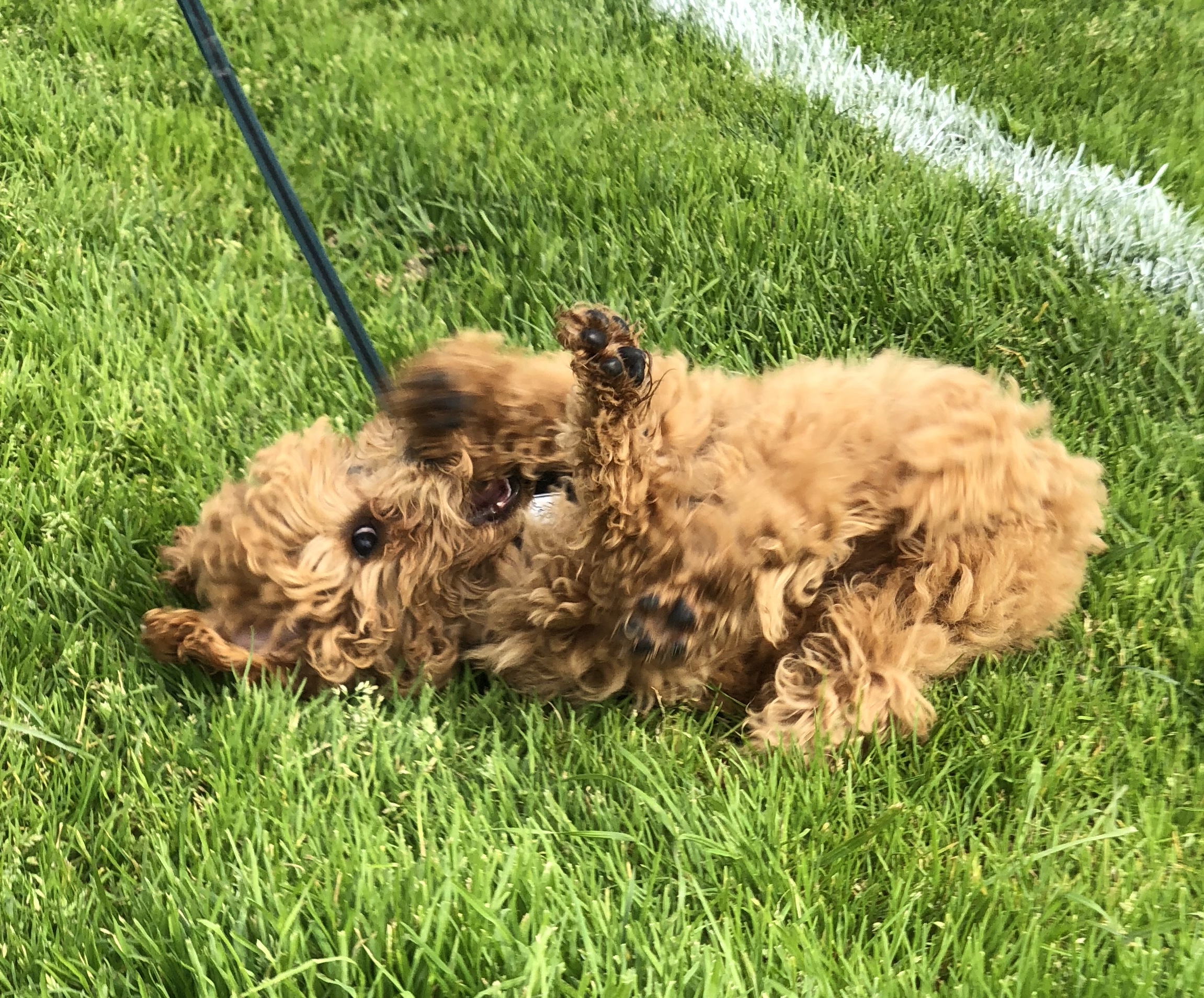 Sixteen-Week-Old Apricot Poodle Puppy Rolling In The Grass