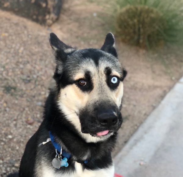 German Shepherd Husky Mix With Heterochromia And A Really Goofy Expression