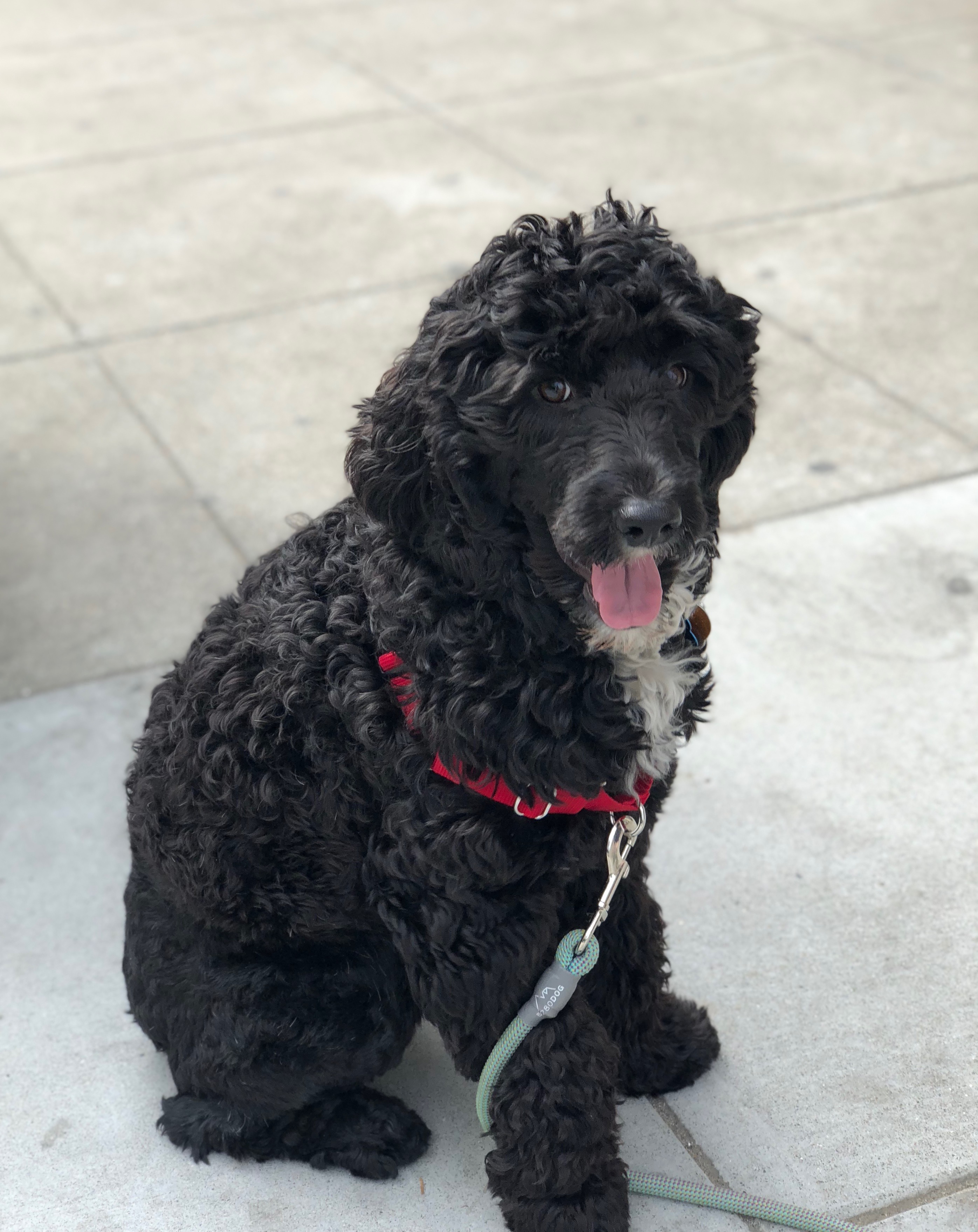 Portuguese Water Dog Sitting And Grinning