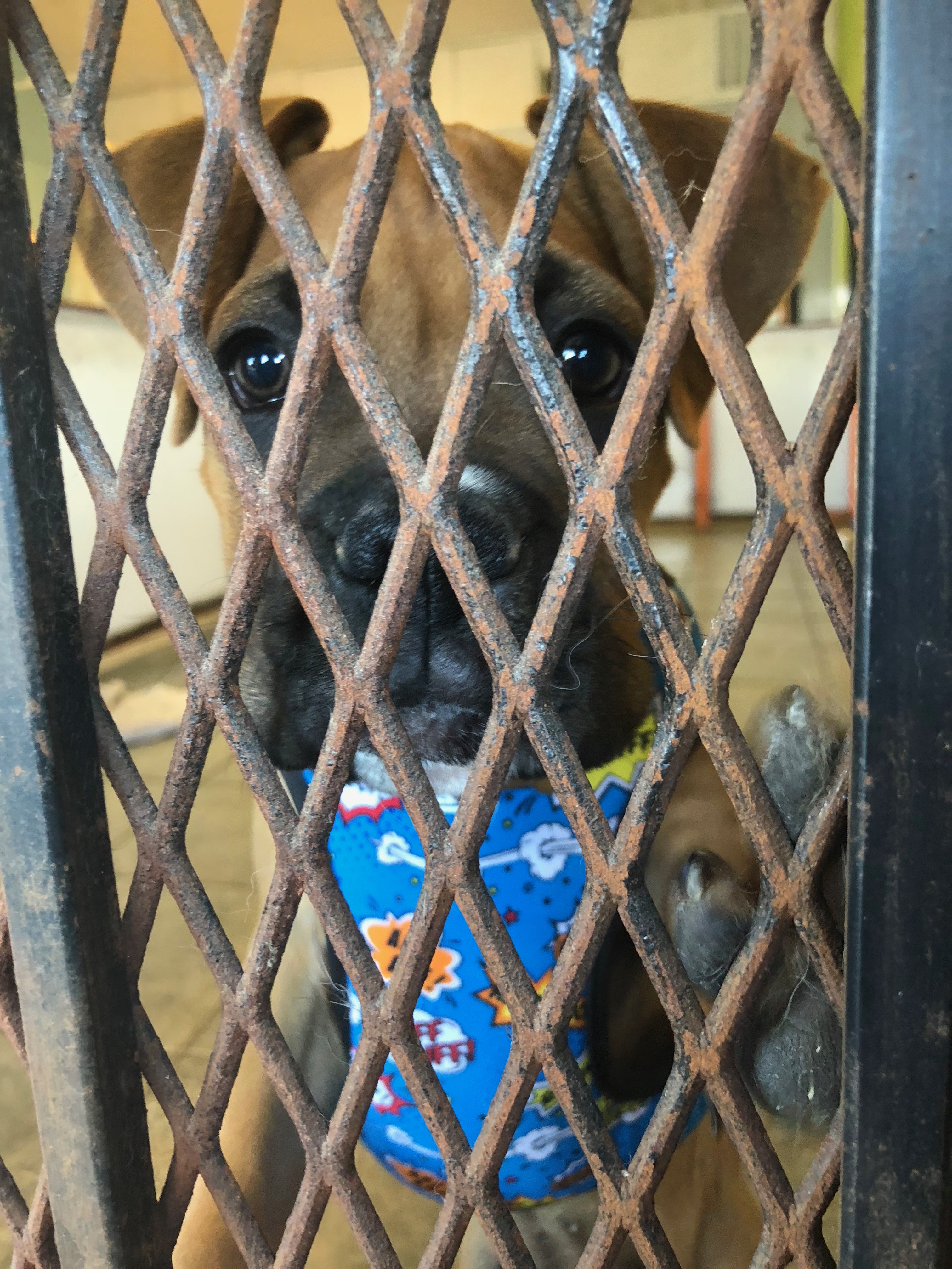 Boxer Puppy Looking Out Through Cage