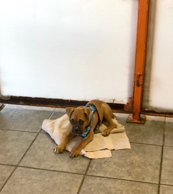 Boxer Puppy Lying On A Towel