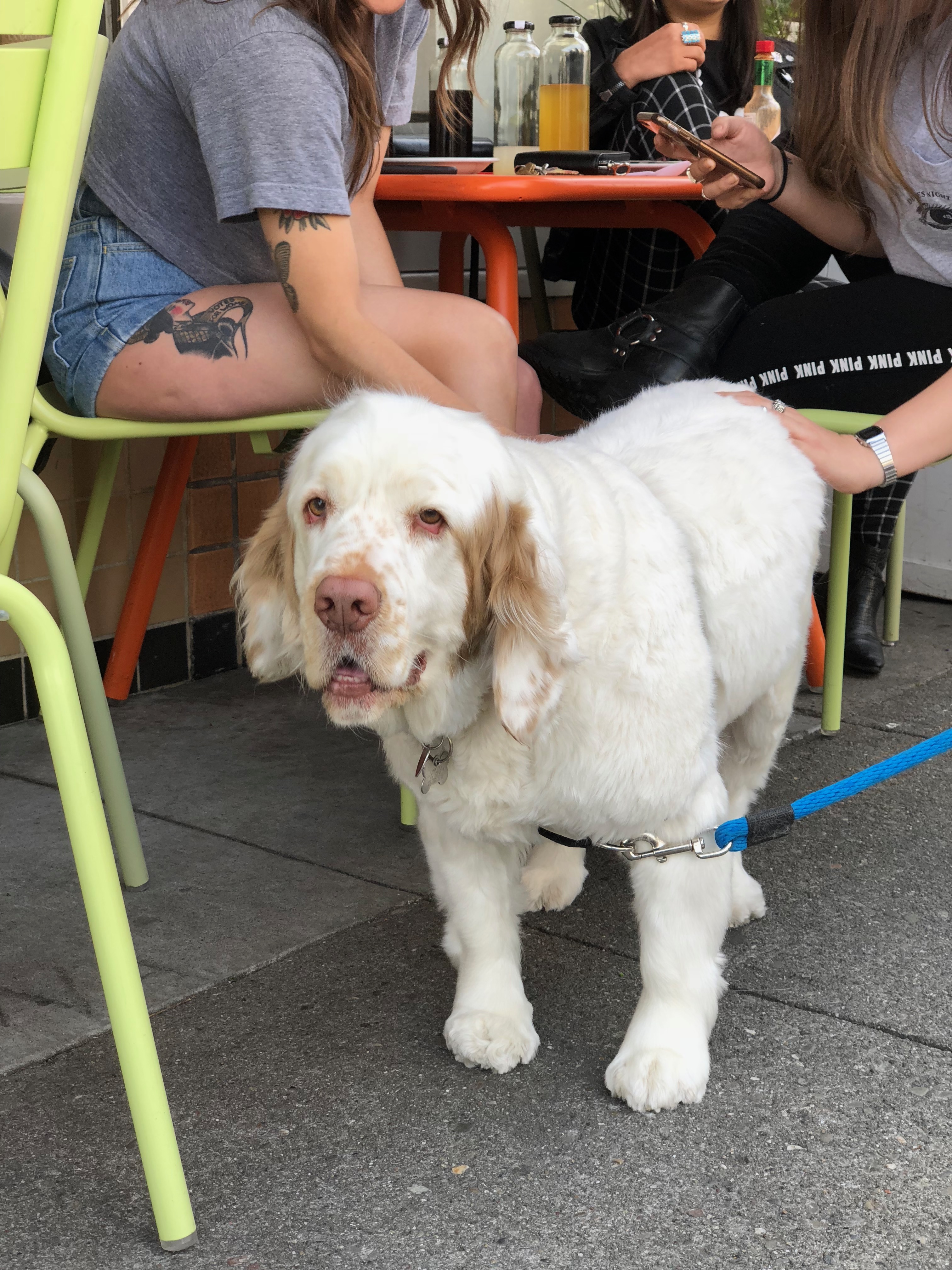 Mostly White Clumber Spaniel With A Little Brown, Smiling At The Camera As She Gets Her Butt Scratched