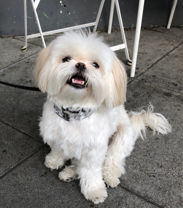 White Japanese Chin Maltese Mix Dog Sitting And Smiling At The Camera