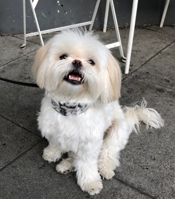 Japanese chin and poodle 2024 mix