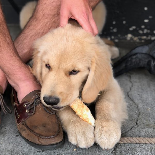 Golden Retriever Puppy Chewing On Rawhide Chew