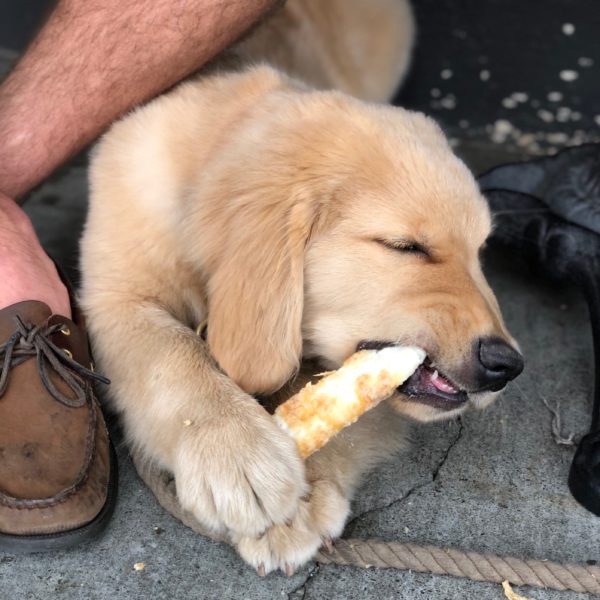 Golden Retriever Puppy Gnawing On Rawhide Chew