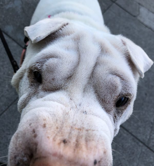 White Shar Pei Sticking Her Nose In The Camera Lens