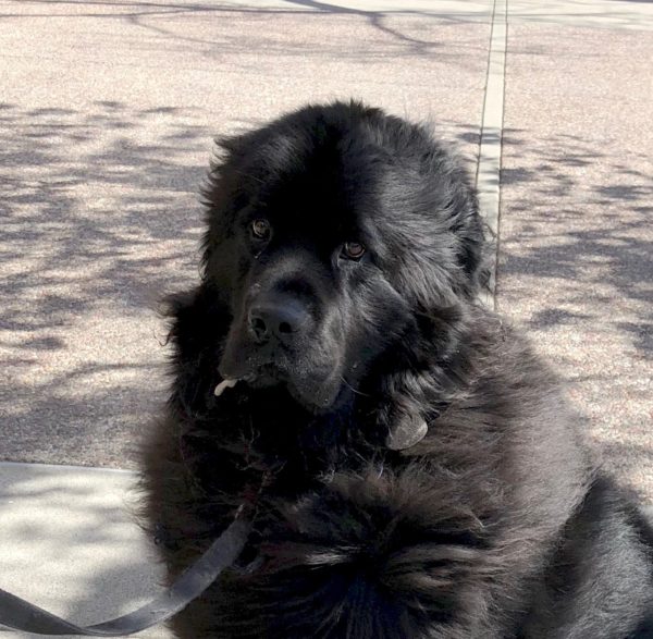 Black Newfie Looking Disgruntled With Drool Hanging Off Of His Lip