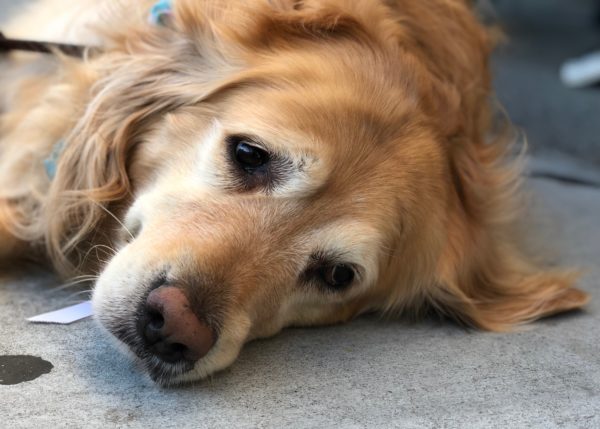 Golden Retriever Lying On The Ground Looking Extremely Sad