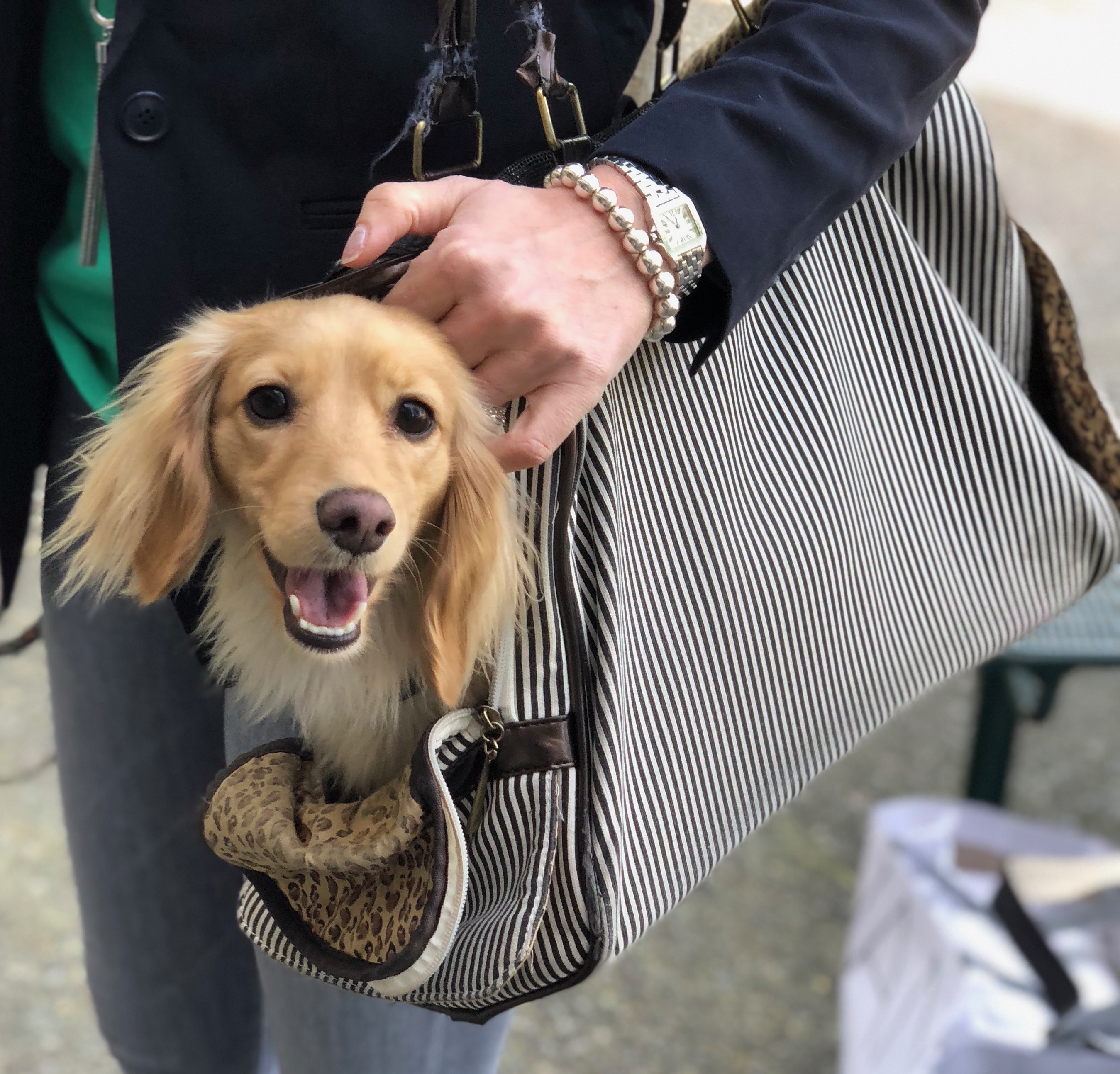 Tan Long-Haired Dachshund In A Shoulder Bag