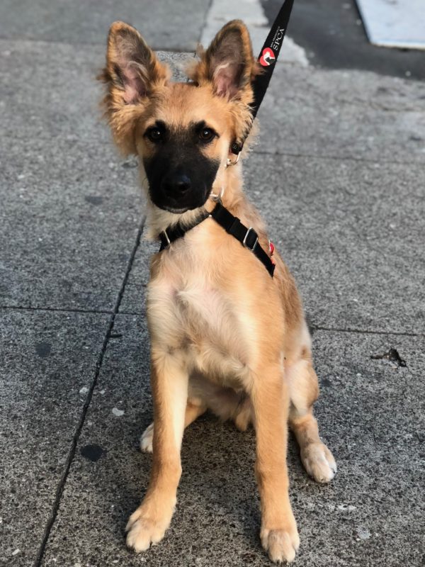 German Shepherd Mix Puppy With Enormous Furry Ears