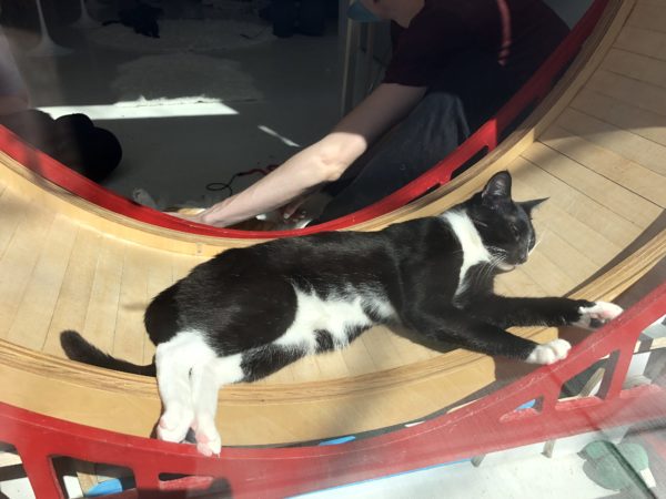 Tuxedo Cat Basking In The Sun