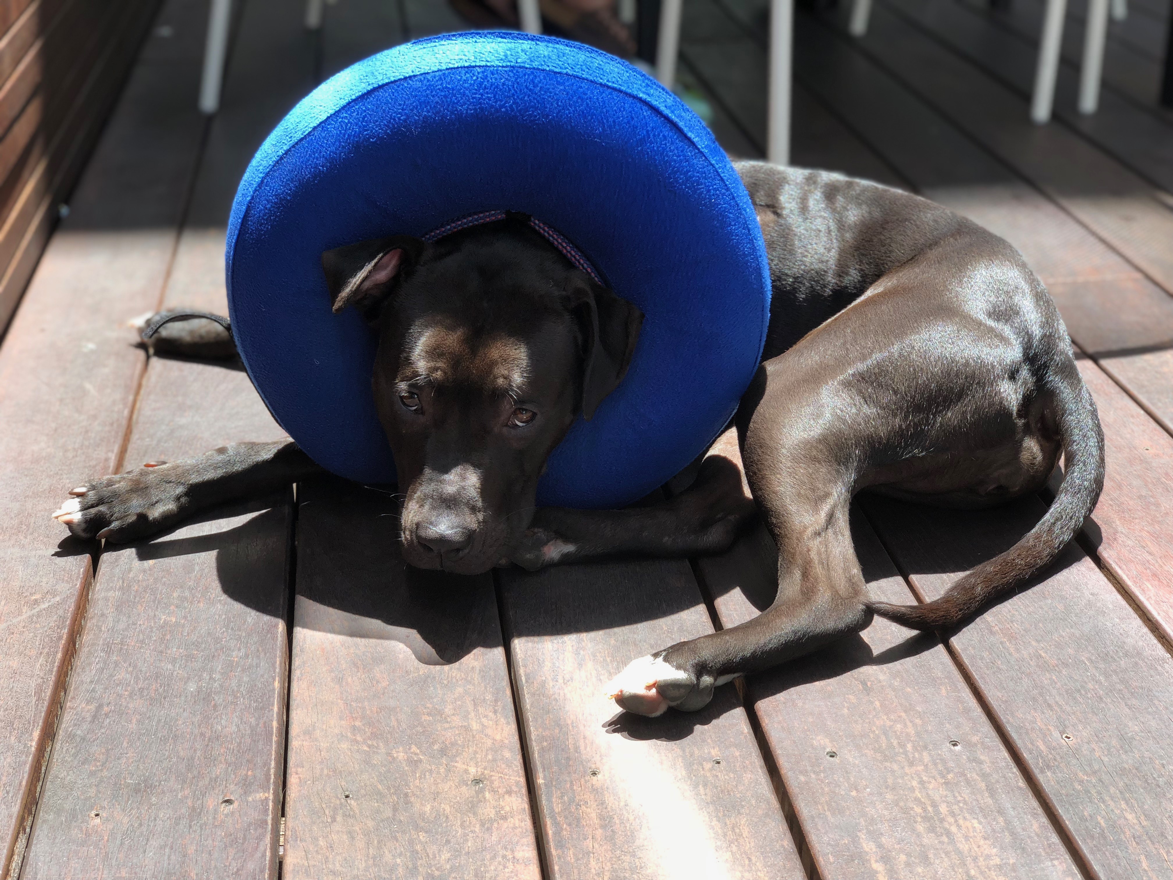 Black Pit Bull With A Blue Inflatable Donut Around Her Neck
