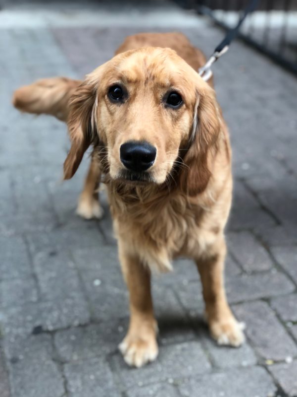 Golden Retriever With Some Serious Puppydog Eyes Action
