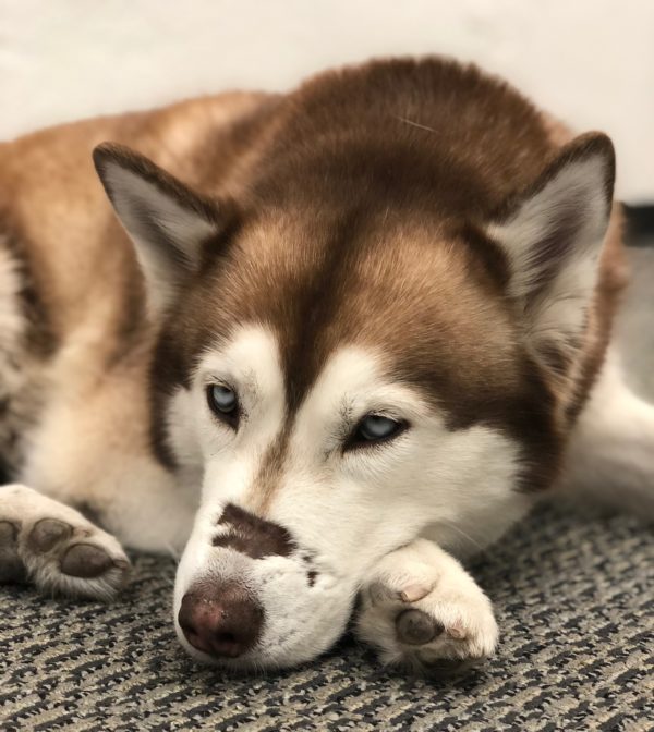 Husky With Scarred Muzzle