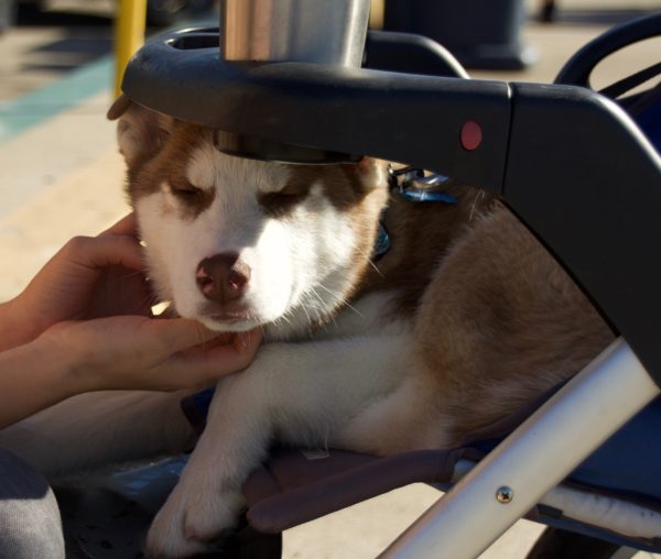 Red Siberian Husky In A Baby Carriage