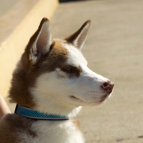 Red Siberian Husky Puppy Looking Noble