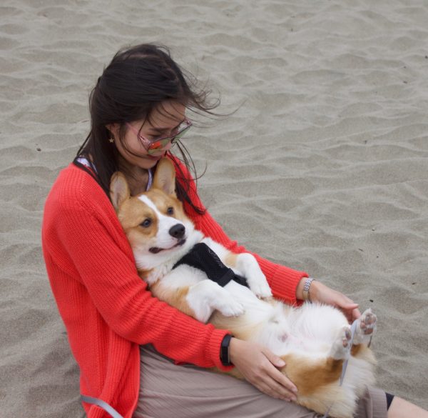 Woman With Upside Down Red And White Pembroke Welsh Corgi Sitting In Her Lap