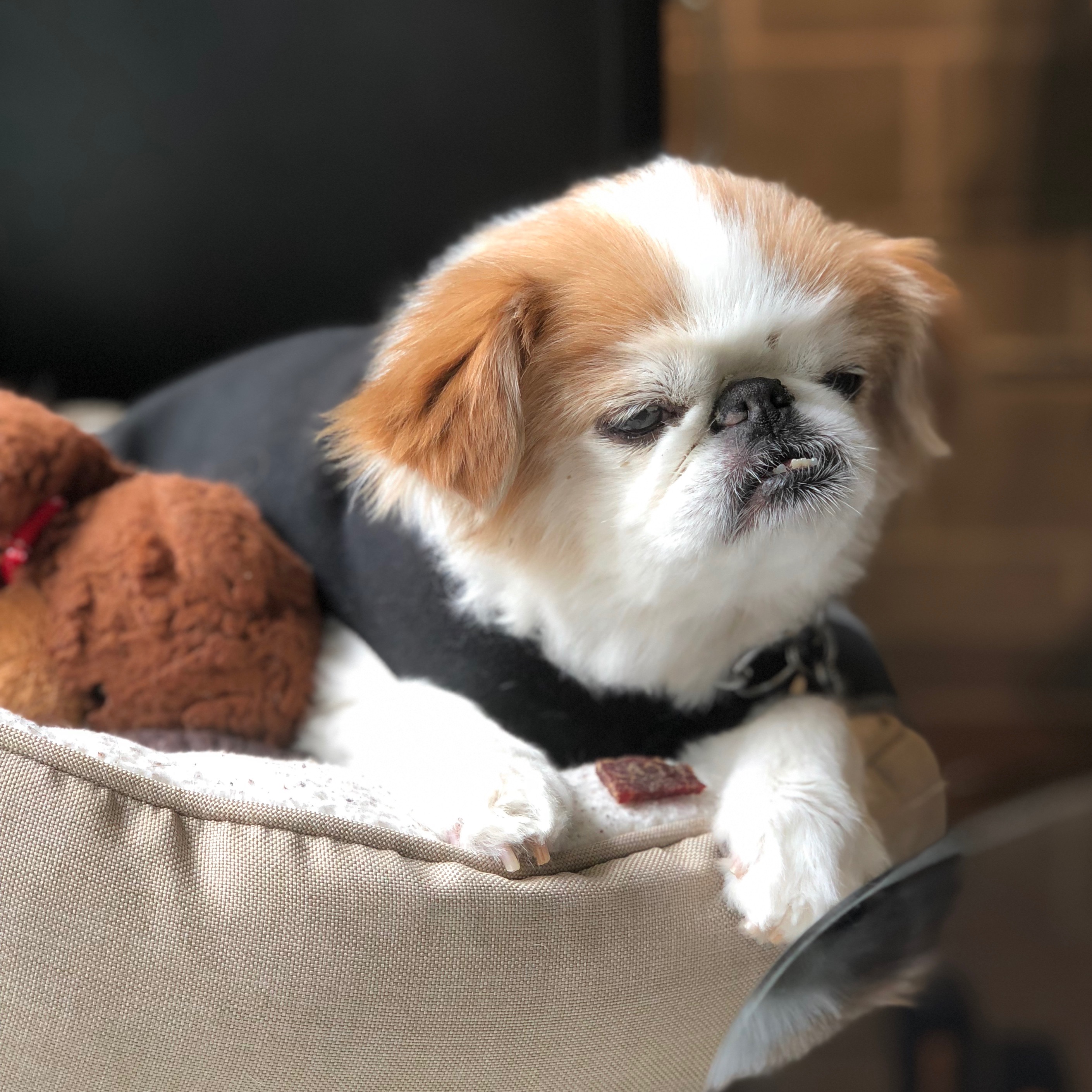 Old Red And White Japanese Chin In A Dog Bed