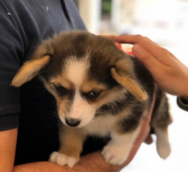 Sad Looking Tiny Corgi Puppy Being Held And Petted
