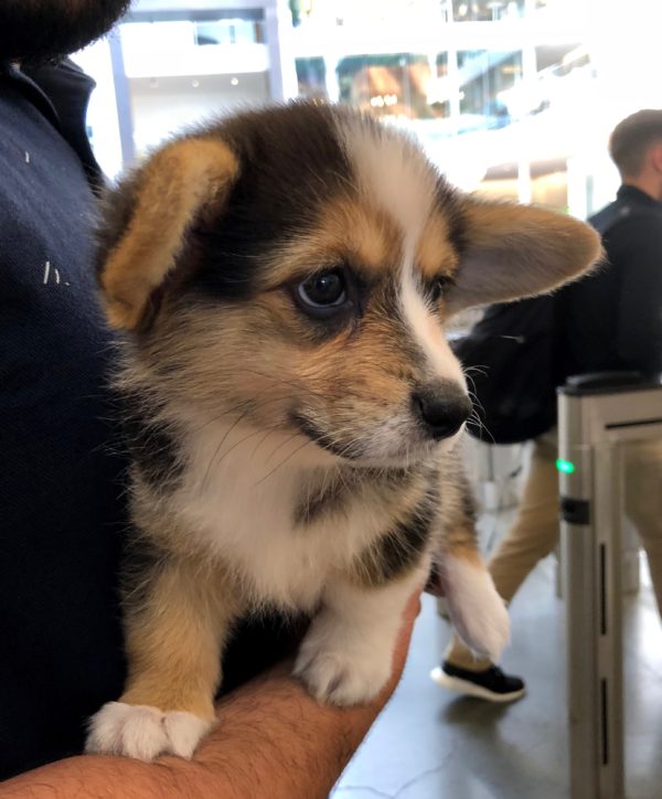Ridiculously Adorable Pembroke Welsh Corgi Puppy In Man's Arms