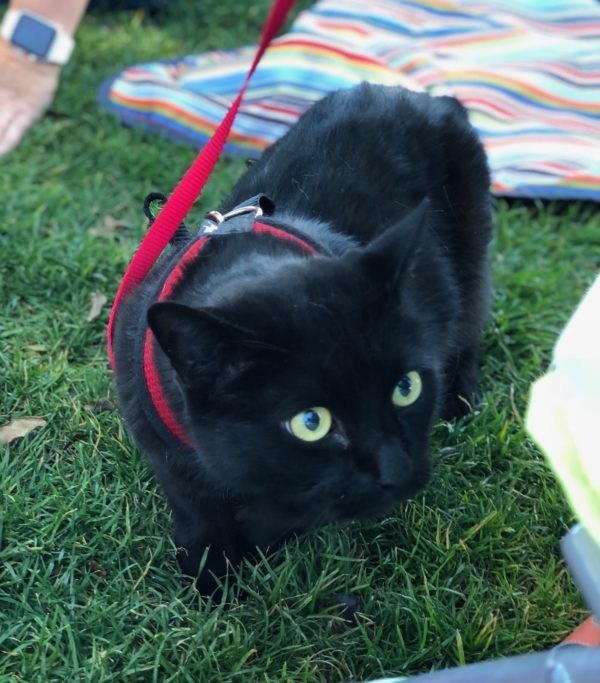 Black Cat With Really Big Luminous Gold Eyes