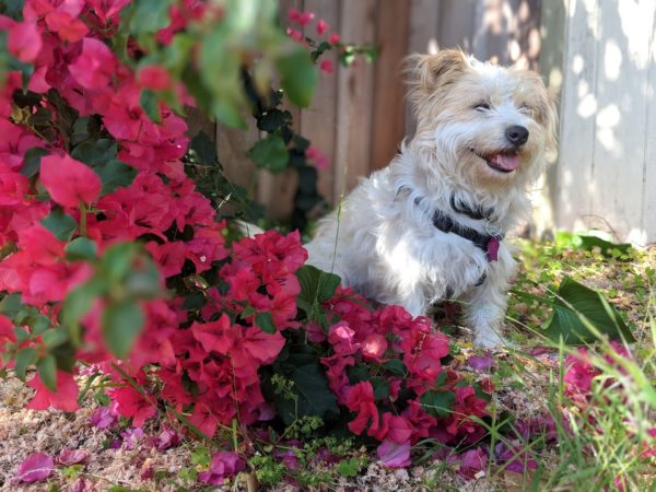 White And Tan Terrier Mix In Red Flowers