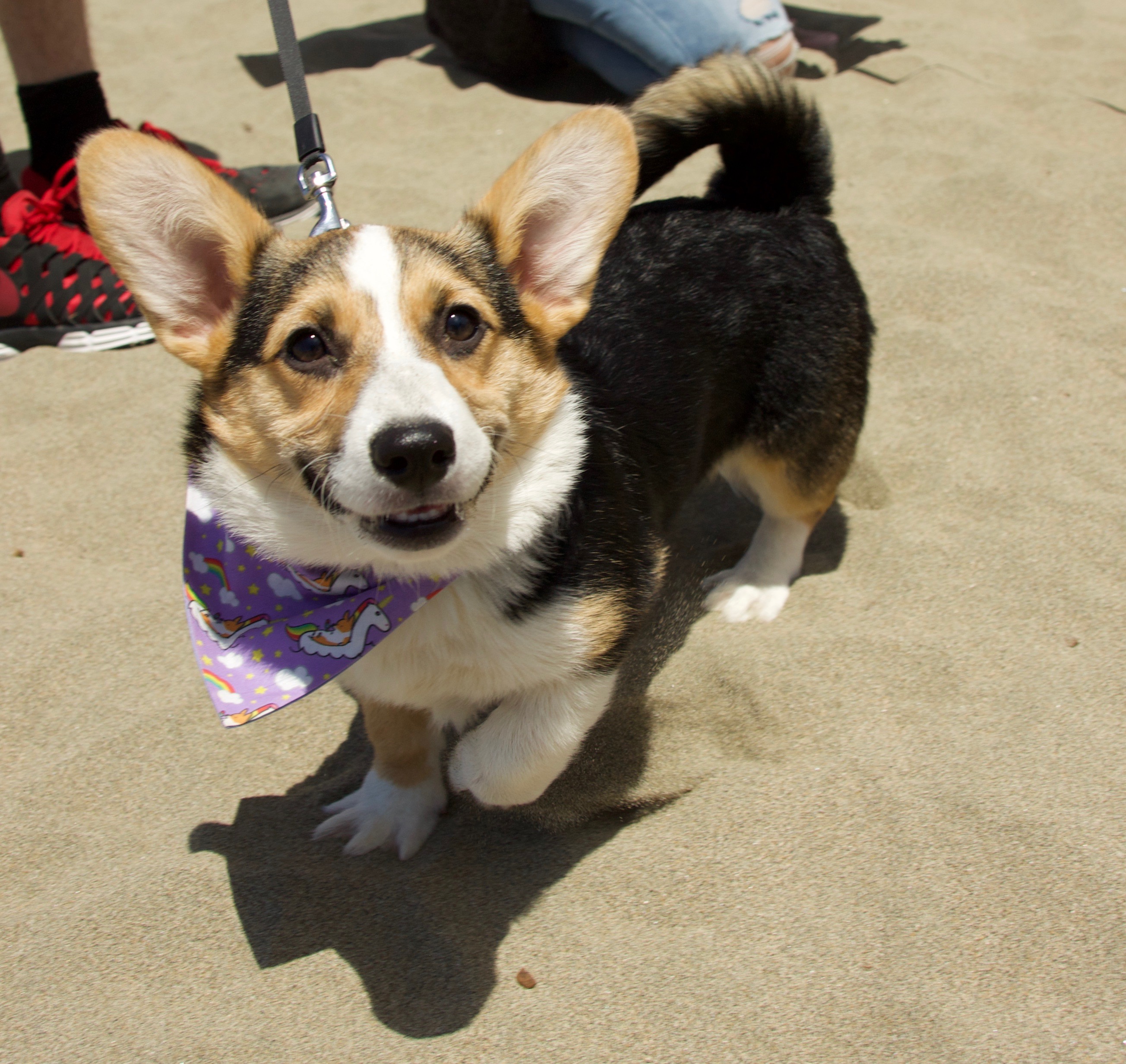 Dog of the Day: CorgiCon Corgi | The Dogs of San Francisco