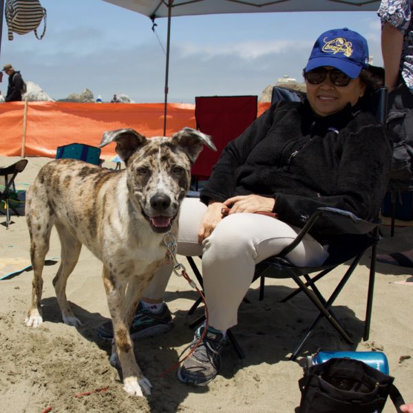 Catahoula Leopard Dog Mix Grinning On A Beach