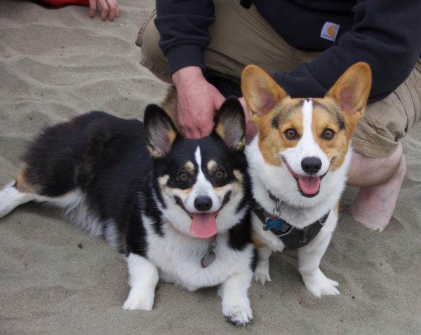 Two Pembroke Welsh Corgis With Their Eyes Open Really Wide