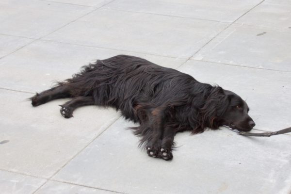 Black Flat Coat Retriever Lying On The Sidewalk