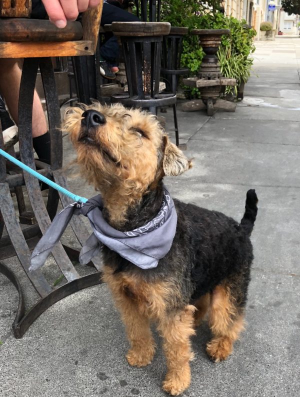 Welsh Terrier Straining To Sit And Jump At The Same Time
