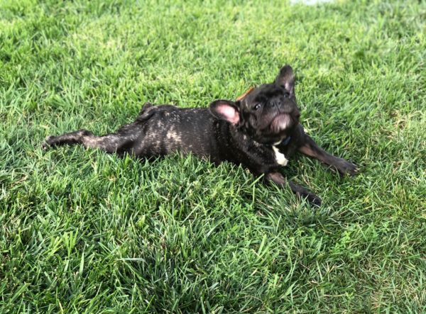 French Bulldog Smiling And Lying Sploot In Grass
