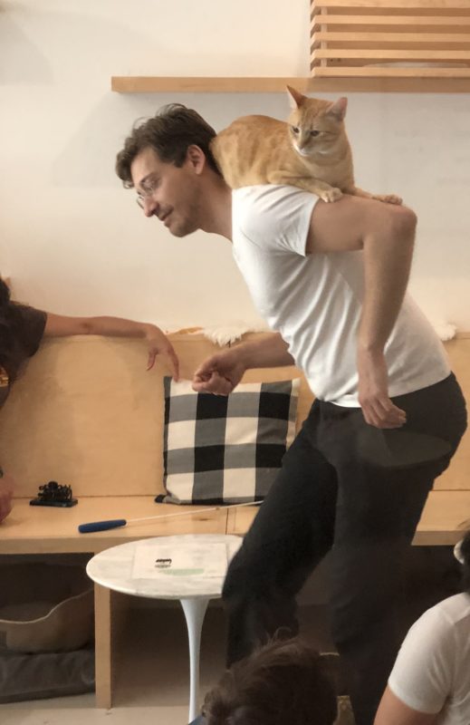 Marmalade Tiger Tabby Cat Mounted On Man's Back