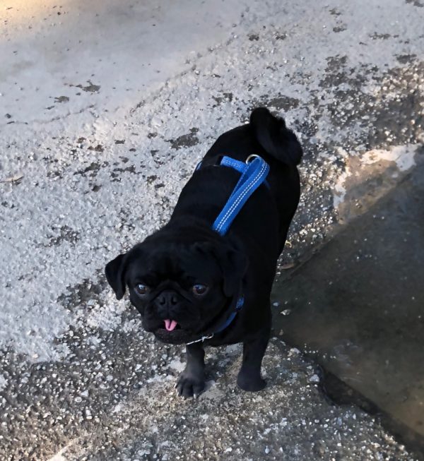 Black Pug Puppy With His Tongue Just Slightly Out