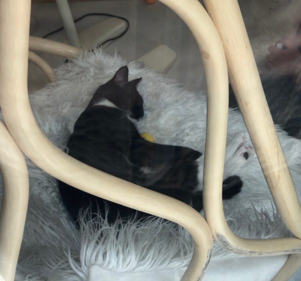 Black Cat Lying On White Fluffy Seat