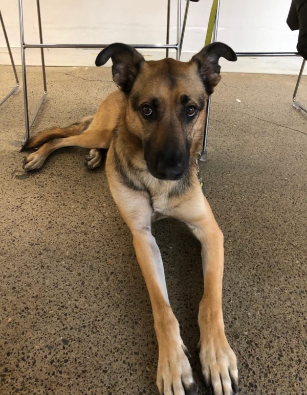 German Shepherd Greyhound Mix Sprawled Under A Table