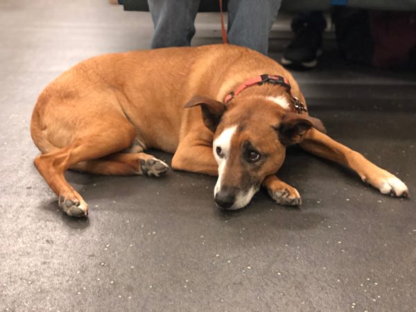 Australian Cattle Dog Mix Lying On The Floor And Looking Sad