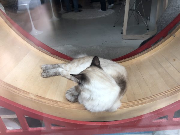 Siamese Cat Lying On Wooden Thingie